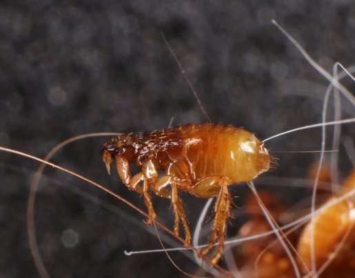 Cat fleas (Ctenocephalides Felis)
